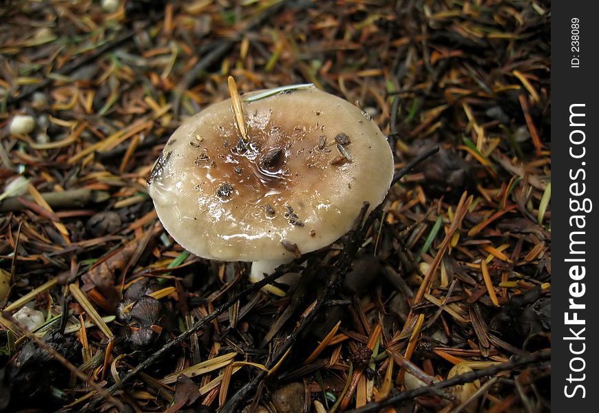 Wet wild mushroom