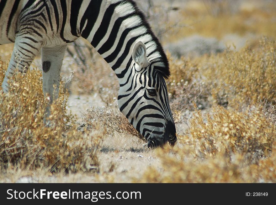Zebra grazing in Etosha, Namibie. Zebra grazing in Etosha, Namibie