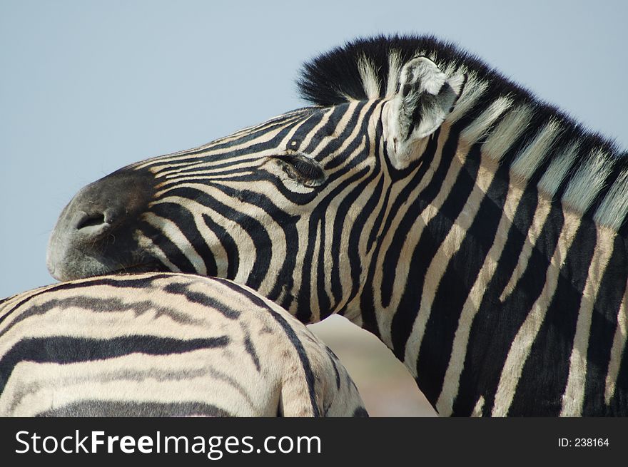 Zebras in Etosha, Namibie. Zebras in Etosha, Namibie