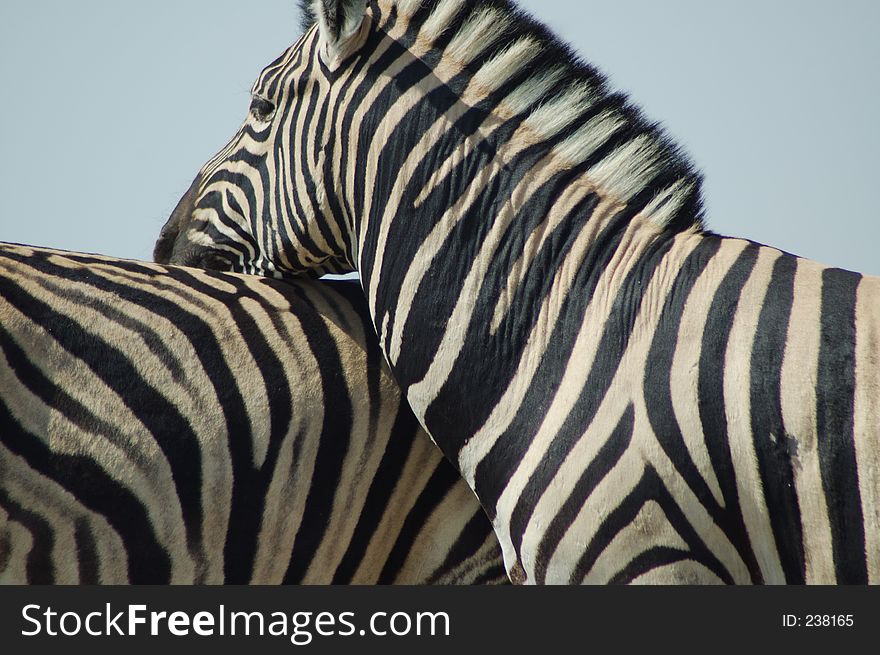 Zebras in Etosha, Namibie. Zebras in Etosha, Namibie