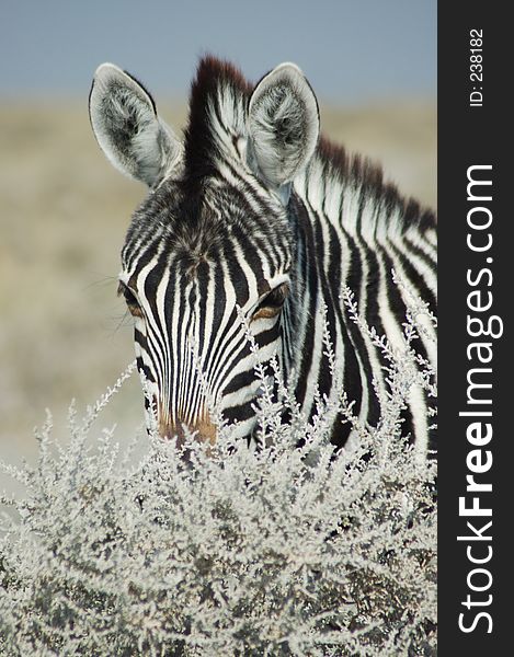 Zebra in Etosha, Namibie. Zebra in Etosha, Namibie