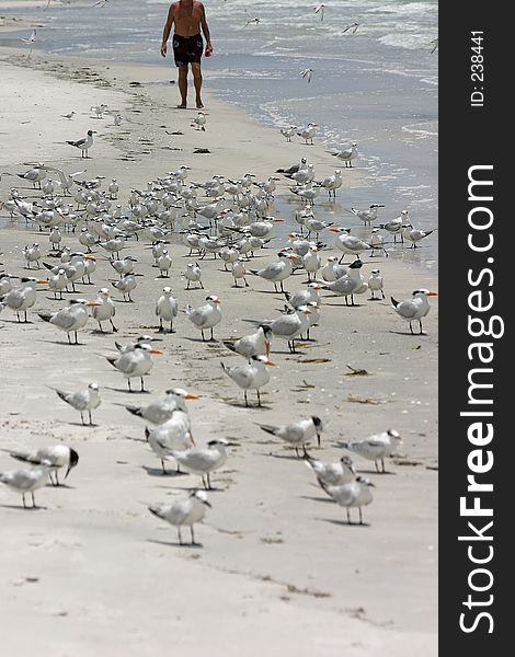 Walking with the birds.Madeira Beach Florida