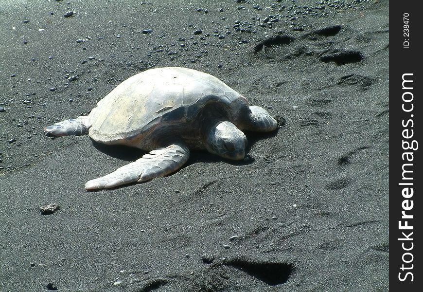 Turtle On Black Sand Beach
