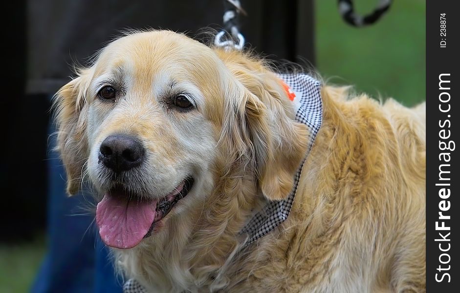 Golden retriever portrait