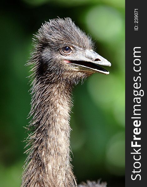 Ostrich Close Up