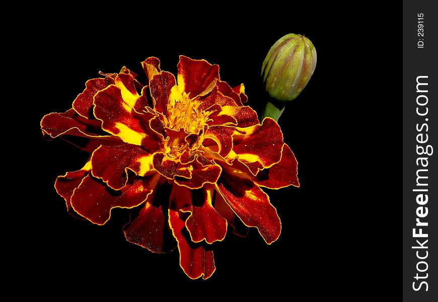 Red with yellow isolated flower