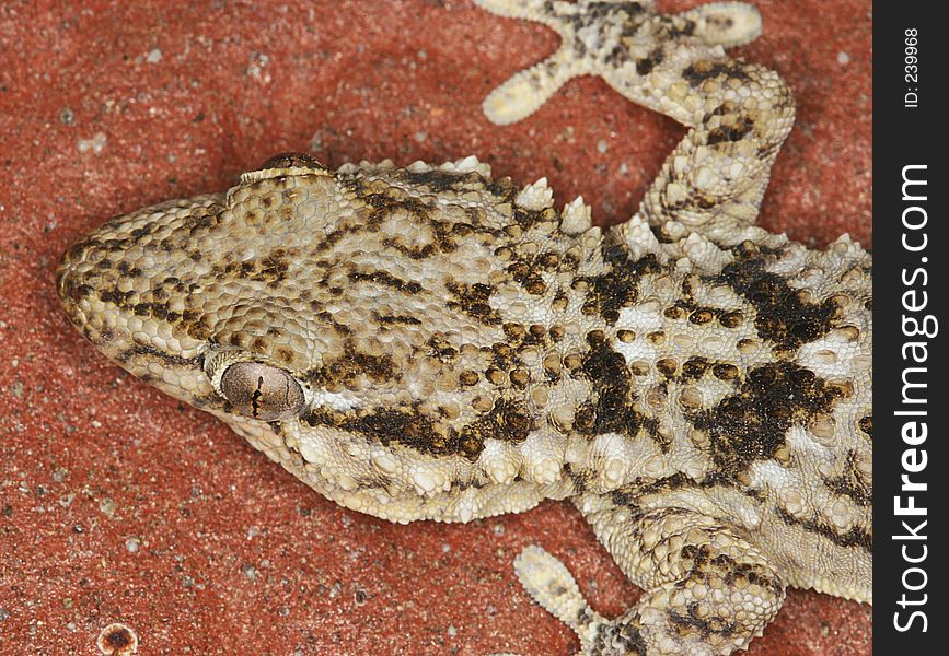 Small lizard closeup.