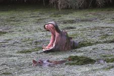 Hippo Yawn Royalty Free Stock Image