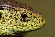 Portrait Of Lizard Stock Image Portrait Of Lizard Stock Image
