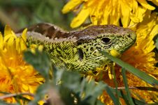 Lizard Between Dandelions Stock Images Lizard Between Dandelions Stock Images