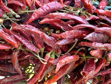 Dried Hot Chillies Stock Image