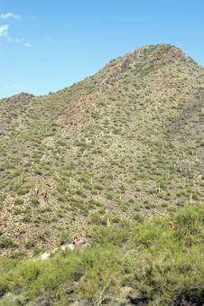 Mountain And Saguaro Stock Image Mountain And Saguaro Stock Image