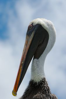 Pelican S Head Royalty Free Stock Photography Pelican S Head Royalty Free Stock Photography