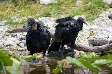 Black Vultures Stock Photography Black Vultures Stock Photography
