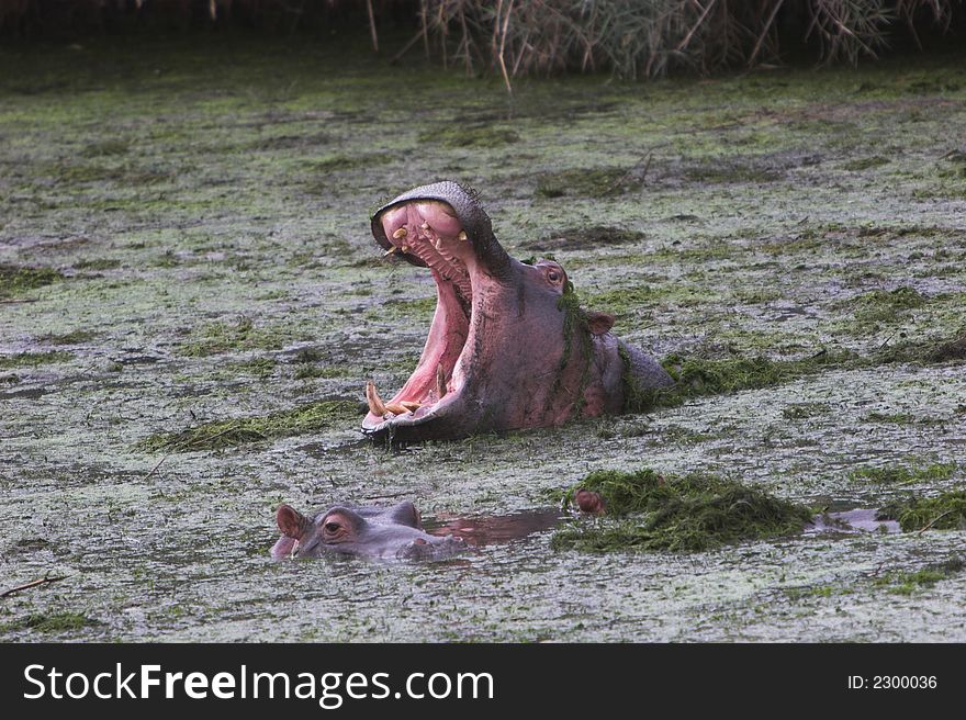 Hippo in an overgrown pond with its mouth wide open. Hippo in an overgrown pond with its mouth wide open