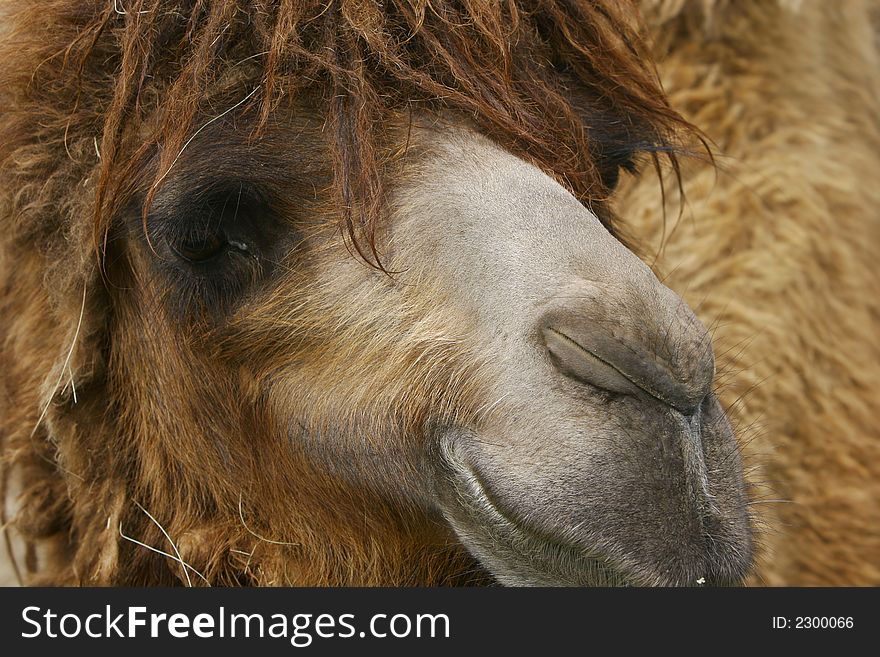 Camel portrait, close up image