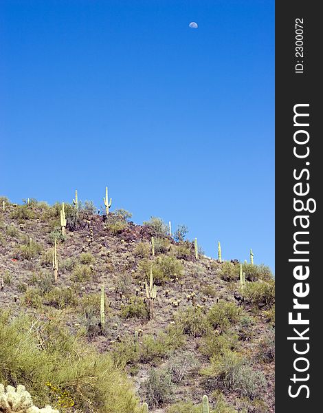 Moon, Mountain and Saguaro cactus in the desert in Scottsdale, Arizona