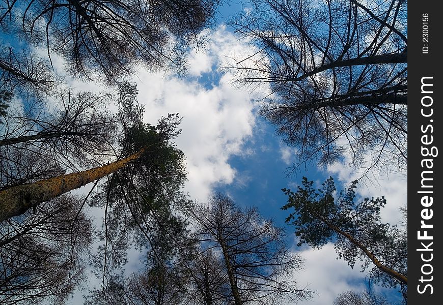 Landscape with growing high pines and blue spring sky