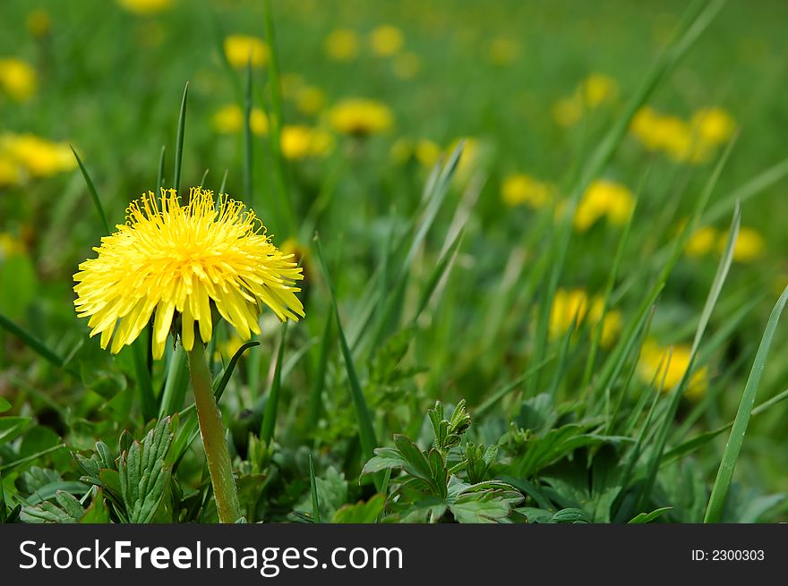 Group of blooming dandelions on meadow, close-up. Group of blooming dandelions on meadow, close-up