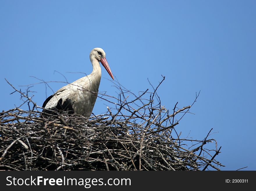 White stork with red beak bill on the crow\'s nest