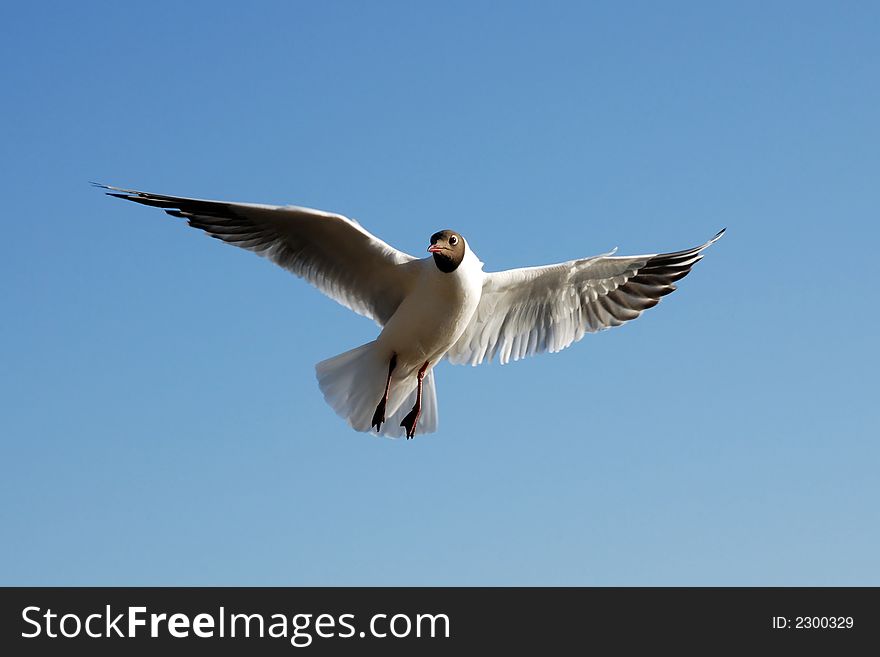 The seagull, Flight, Wings, the Beak, Feathers, Maneuver, Speed, the Bend, the Eye, the Bird, Feathery