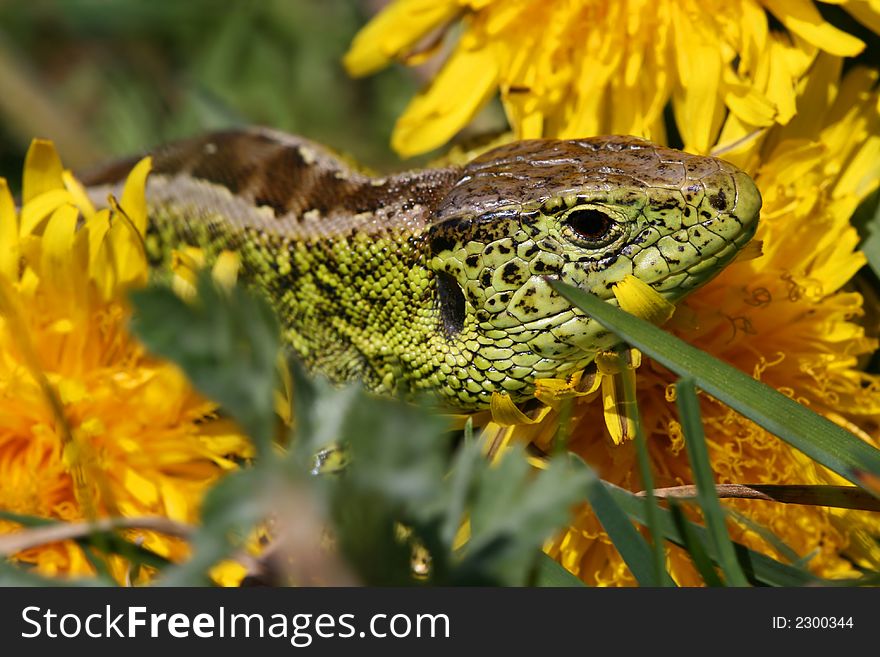 Lizard between dandelions