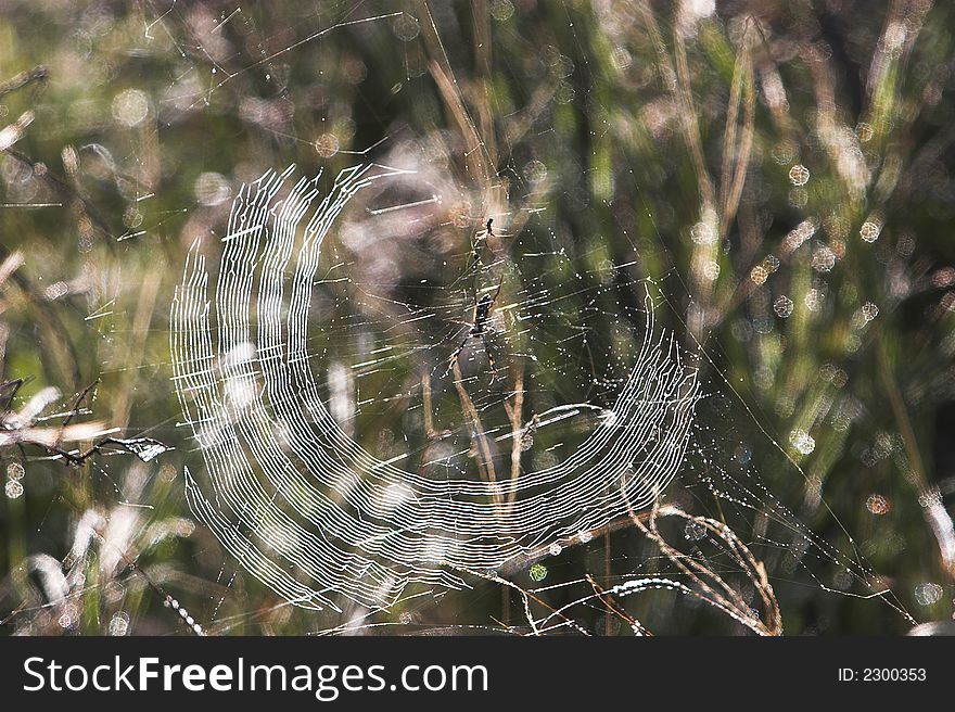 Spider web half circle in the early morning