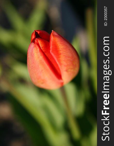 Close up of tulips. Shallow DOF with focus on the center tip of the front bud.