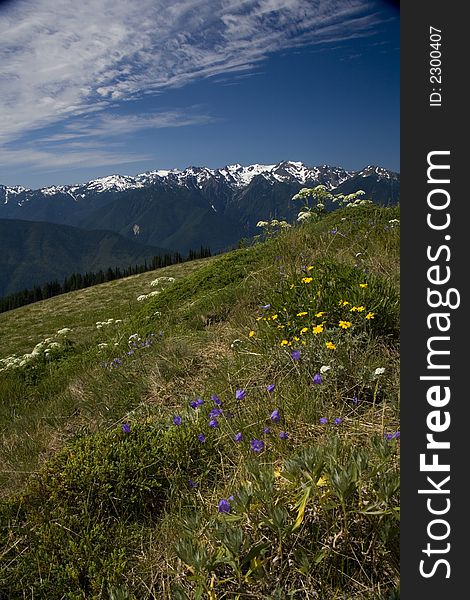 Mountain range with spring flowers in the foreground. Mountain range with spring flowers in the foreground