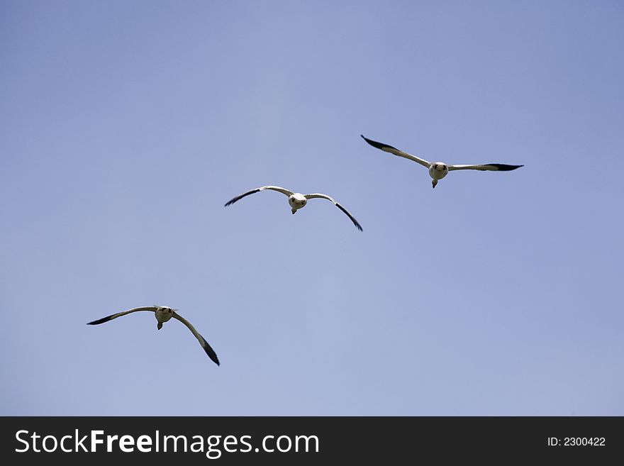 Flying white geese in the blue sky. Flying white geese in the blue sky