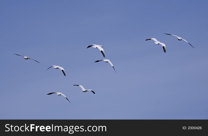 Flying white geese in the blue sky. Flying white geese in the blue sky