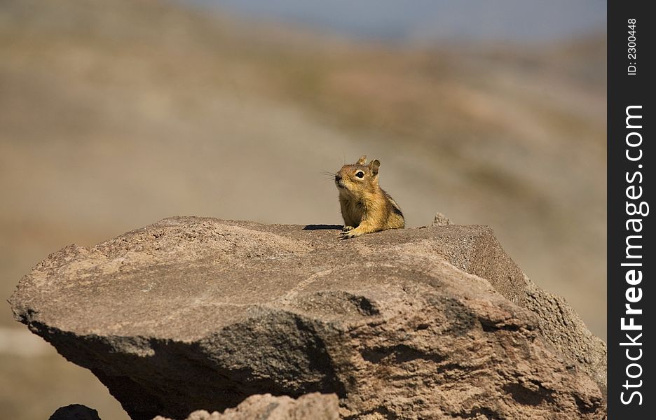 Chipmunk sitting on the rock in the sun