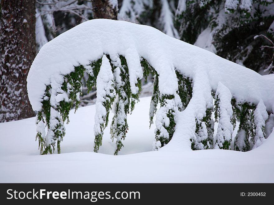 Fir trees in the snow, north cascades, washington. Fir trees in the snow, north cascades, washington