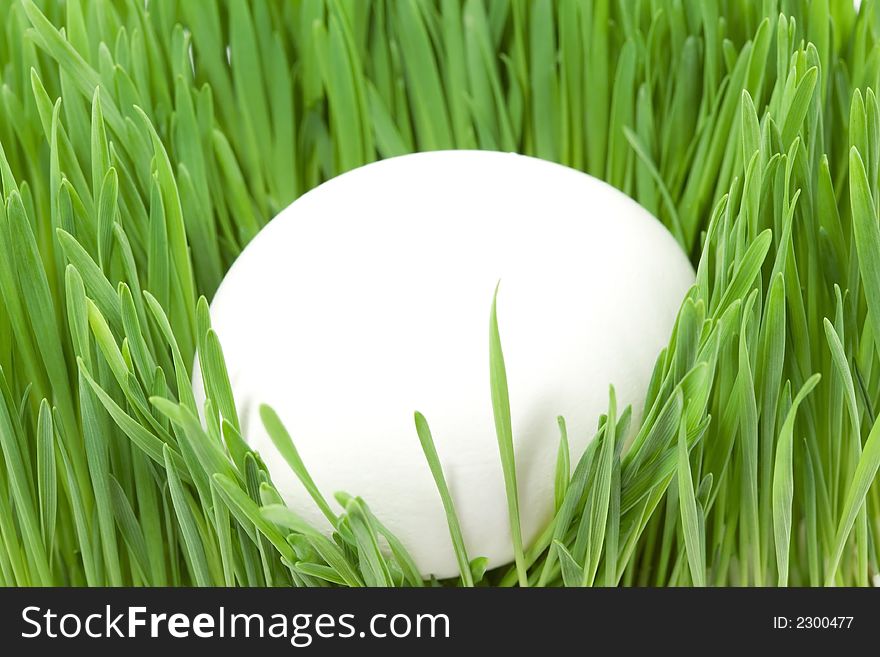 White egg in the green grass. White egg in the green grass