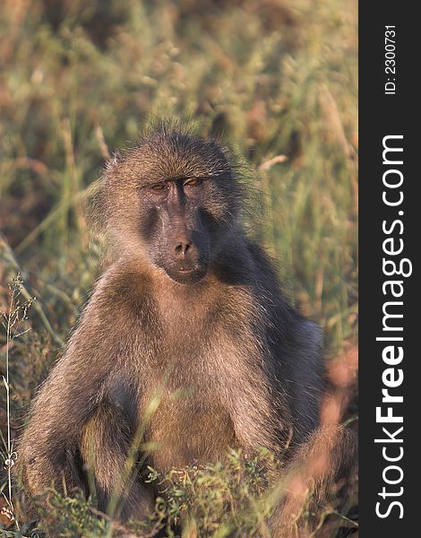 Baboon sitting in late afternoon sun and relax