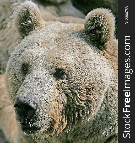 Portrait of Nice Syrian Brown Bear. Portrait of Nice Syrian Brown Bear