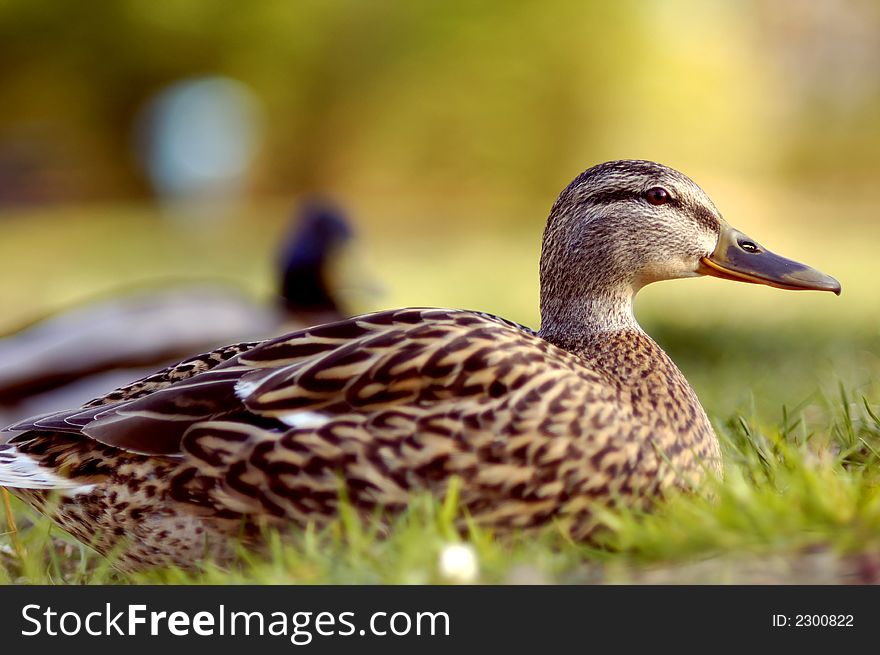 A girl duck near a lake
