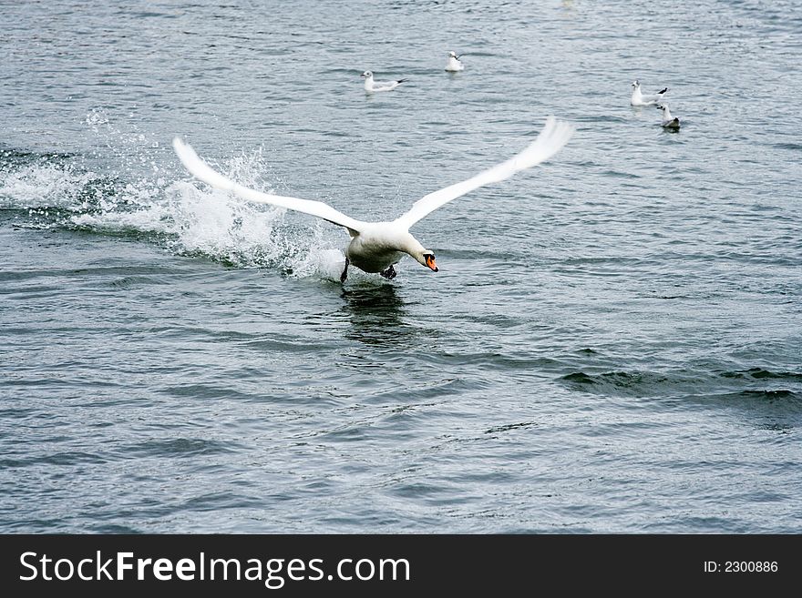 A swan takes off across water. A swan takes off across water