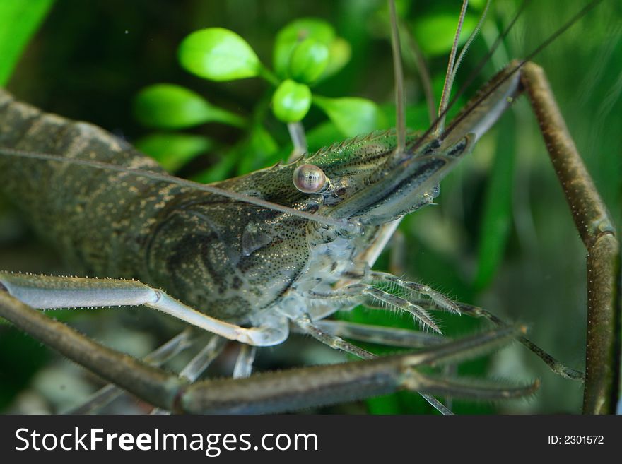 Freshwater shrimp head closeup shot in aquarium