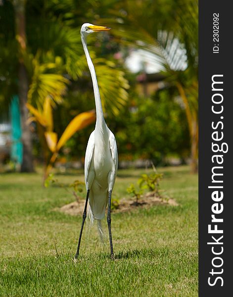 White heron close-up photo