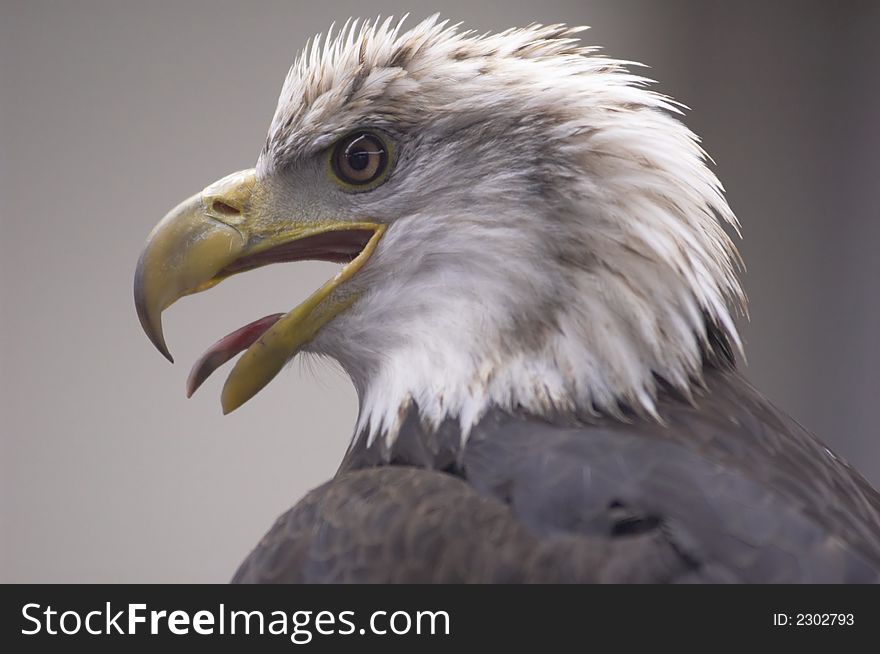 A close-up of the head of a bald eagle.