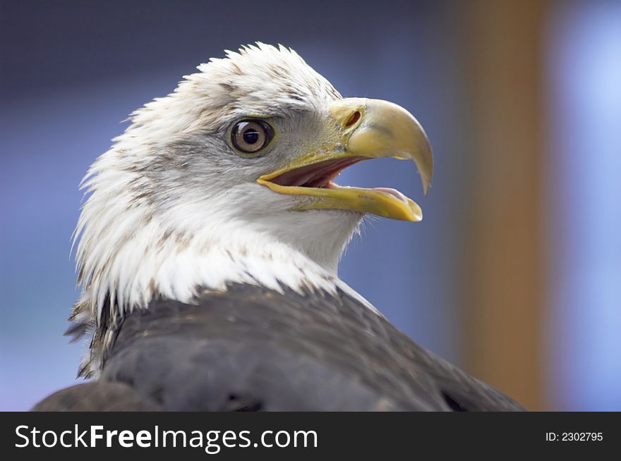 A close-up of the head of a bald eagle.