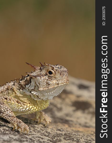 Texas Horned Lizard