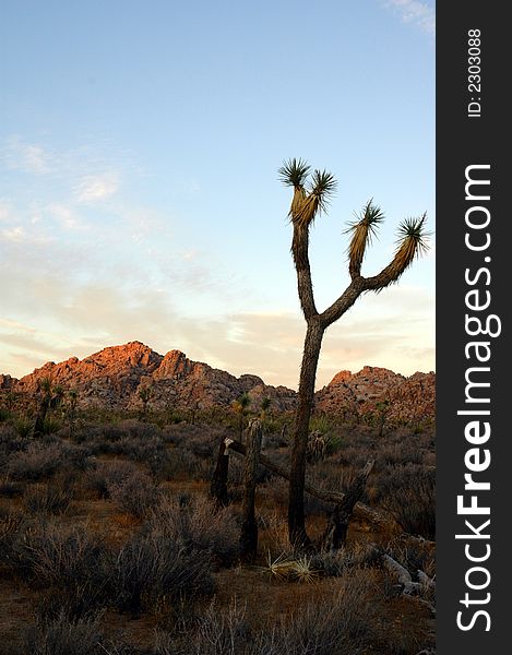A joshua tree from Joshua Tree National Park, photographed during the sunset.