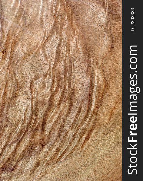 Wood Texture: Camphor Laurel