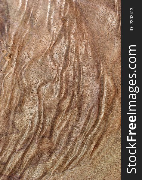 Wood Texture: Camphor Laurel