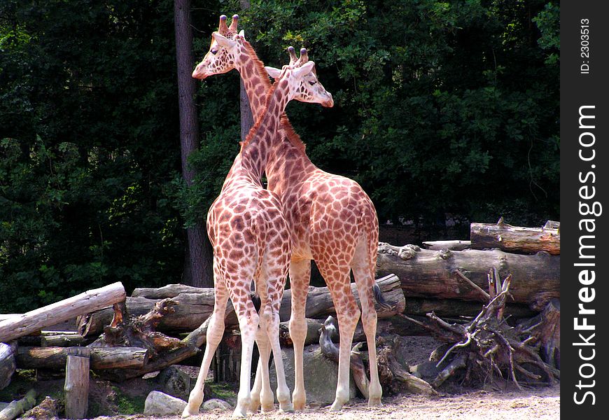 Giraffes cuddling