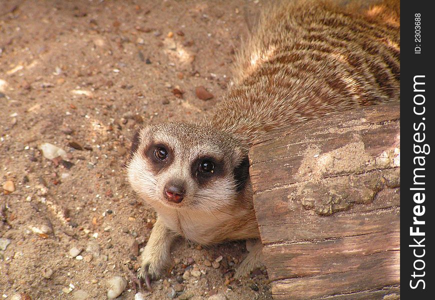 Meerkat, looking the viewer in the eye see more animals