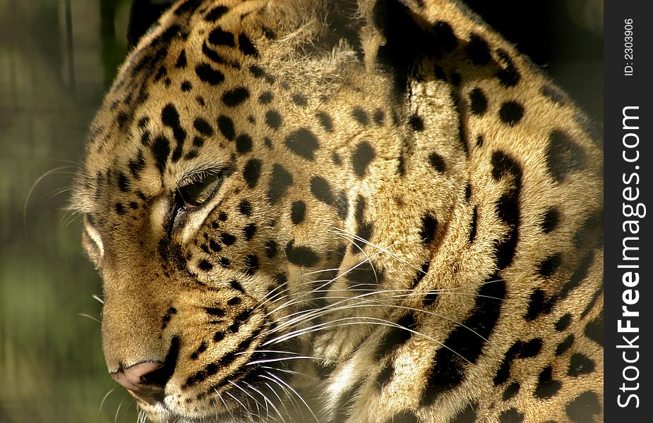 A close-up of a Leopard's head, with special detail on the nose area