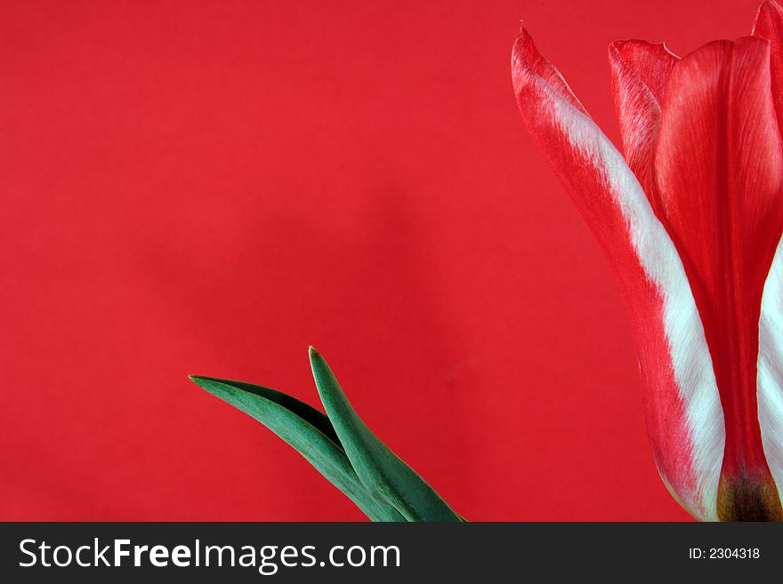 Spring red tulip on the red background